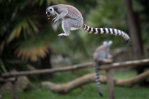 Almost all Madagascar's lemur species 'face extinction' according to