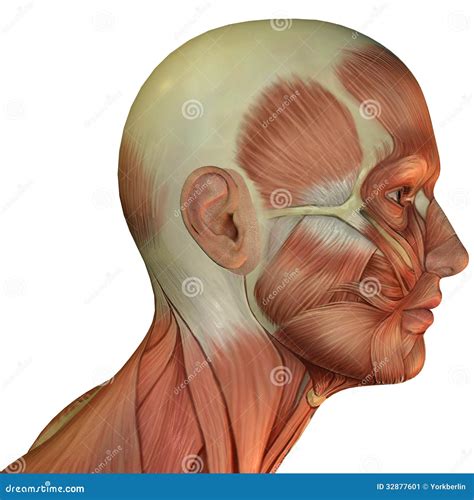 Muscle Structure Of Head Stock Image | CartoonDealer.com #32877601