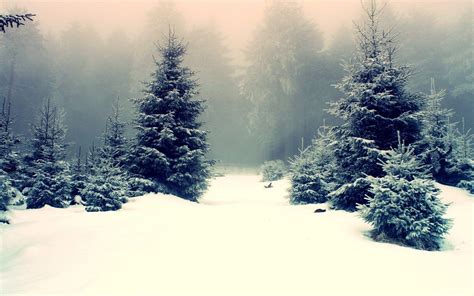 Winter Trees Wallpapers - Wallpaper Cave