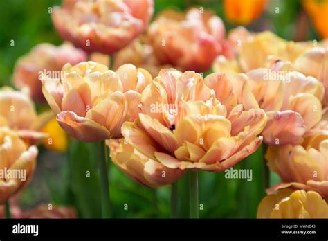 Tulipa 'La Belle Epoque' Stock Photo - Alamy