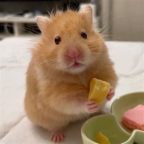 My Fluffy 💕 | Hamster pics, Cute hamsters, Baby hamster