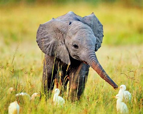 🔥 [120+] Baby Elephant Wallpapers | WallpaperSafari