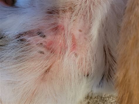 ringworm dog forum
