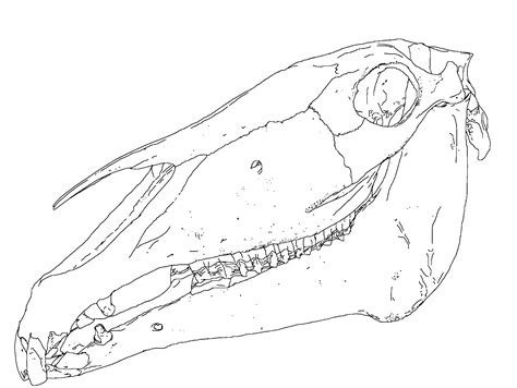Clipart - Horse Skull Medical