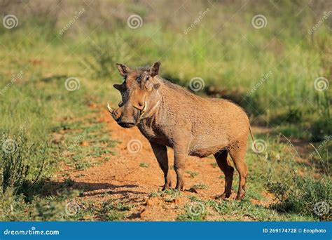 Warthog in Natural Habitat - South Africa Stock Photo - Image of fauna ...