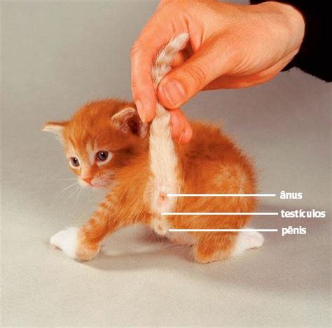 Como Saber Se É Femea Ou Macho Gato - Como saber se o gato é macho ou fêmea - fotos