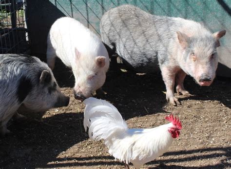 Our Adult Pigs - Dream Light Farms Animal Sanctuary