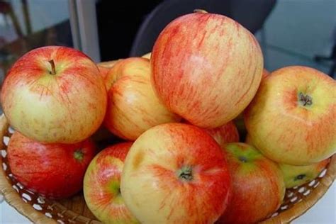 Яблоня Дагомысское: ТОП плюсы и минусы сорта с описанием и фото