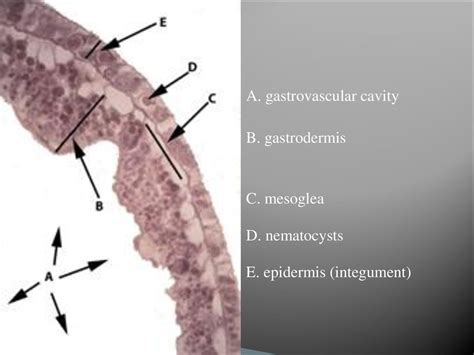 Phyla Cnidaria and Ctenophora - ppt download