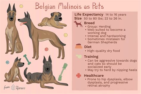Malinois Belga (Mal): Características y cuidados de la raza - Point Pet