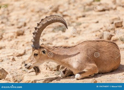 Ibex Goat Royalty-Free Stock Image | CartoonDealer.com #43860700