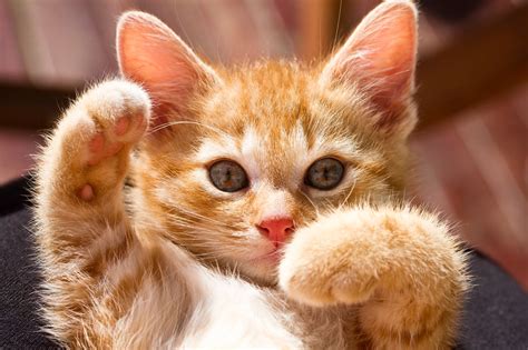 cute kitty wallpapers wallpaperscom
