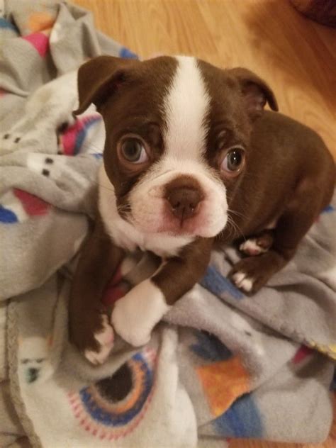 Boston Terrier Puppies Brown - Animal Lover
