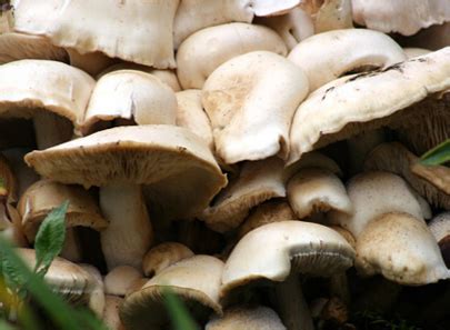 local giant fungi wildflowerings art studio diary