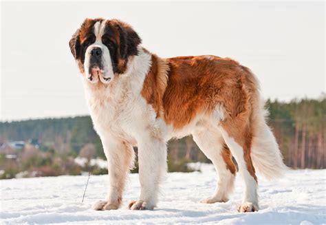 Saint Bernard | Lifespan, Switzerland & Characteristics | Britannica