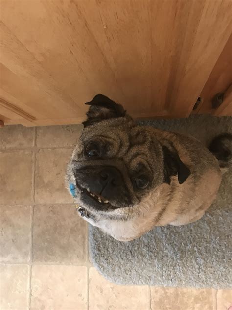 r/pugs