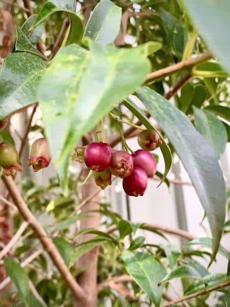 How to Grow Lilly Pilly Tree: The Ultimate Growers Guide - Backyard ...