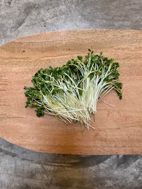 Organic Radish Sprouts - ต้นอ่อนไควาเระ