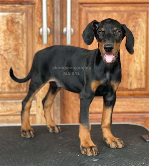 Doberman Pinscher male -641 - Dog Society Kennel Bali