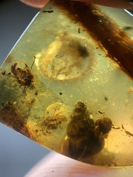 Amber - Wikipedia