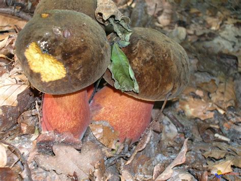 Photo : bolet à pied rouge - boletus erythropus