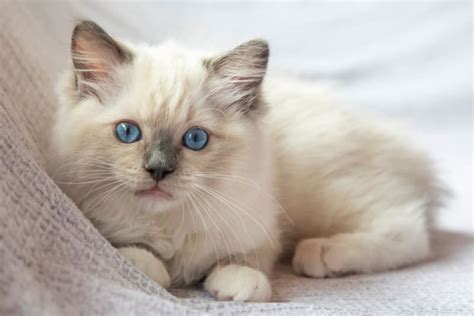 top  cutest cat breeds