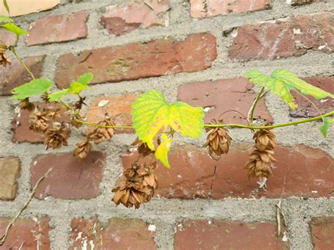 Workshop: Hopfen - eine wichtige Nutzpflanze - Portal Gut Leidenhausen