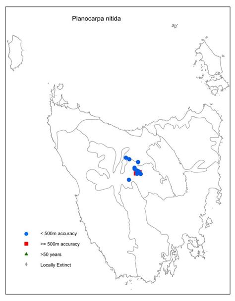 planocarpa nitida threatened species link