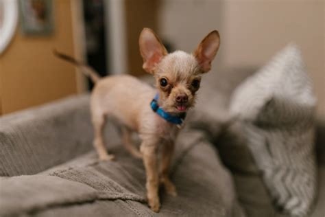 12 Best Small Dog 🐶 Breeds for Indoor Pets