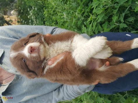Продаются щенки Бордер-колли шоу класса. цена : по договоренности ...