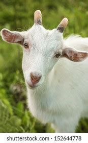 white kid stock photo  shutterstock