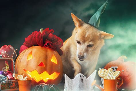 DIY Halloween Dog Treats for Your Furry Friend