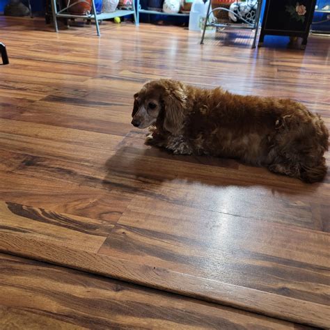 Dog for Adoption - Gigi, a Dachshund in Rock Valley, IA | Alpha Paw