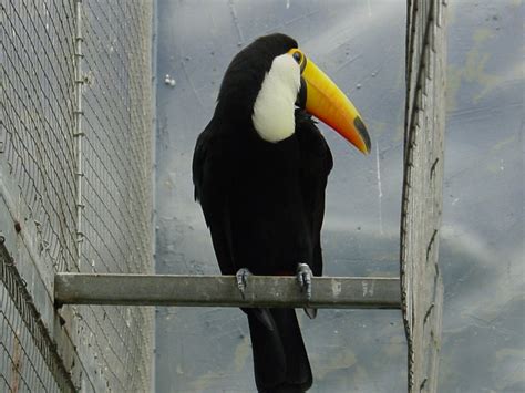 Fotos gratis : naturaleza, pájaro, pico, animal, fauna silvestre, Zoo