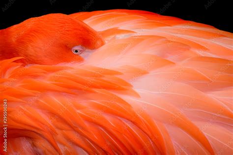 Feather Soft Stock Photo | Adobe Stock
