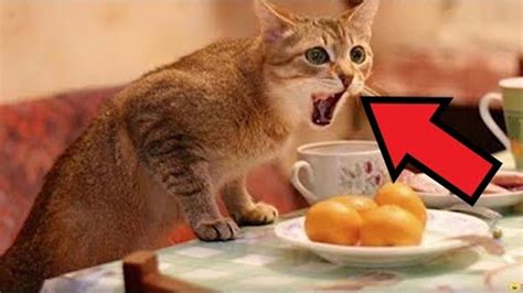 Я накричал на вредного кота, а оказалось, что он спас мне жизнь! - YouTube
