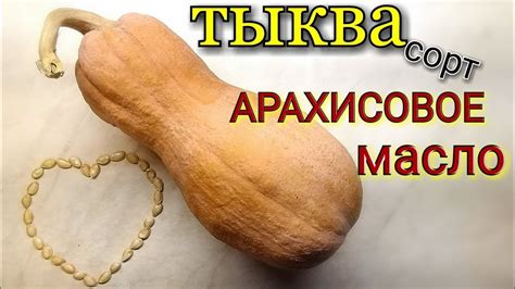 Тыква Арахисовое Масло Описание Сорта Фото Отзывы – Telegraph