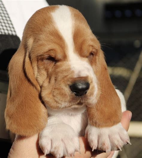 baby basset hound howling - Specially E-Journal Image Database