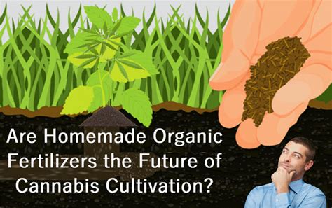 Are Homemade Organic Fertilizers the Future of Cannabis Cultivation?