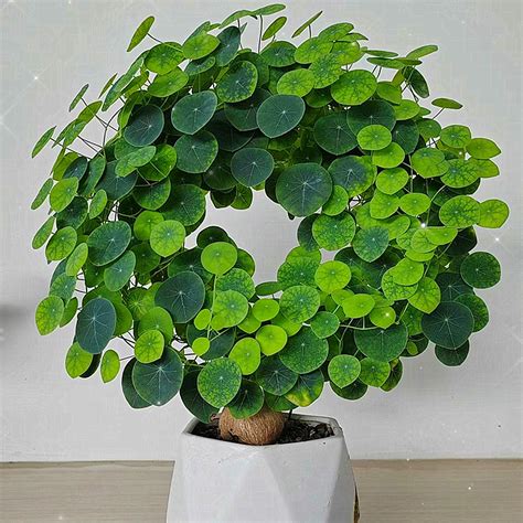 Buy Stephania Erecta - Rare (1pc) at an Affordable Price