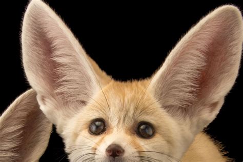 Can Fennec Fox Breed With Dogs