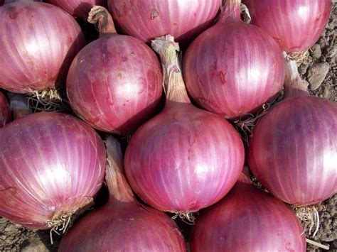 Cebolla roja - Agrosemillas