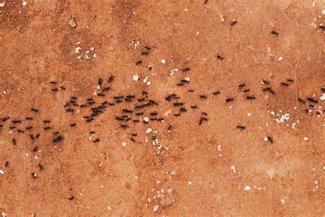 Preparing for an Ant Control Inspection: What to Expect - MVO