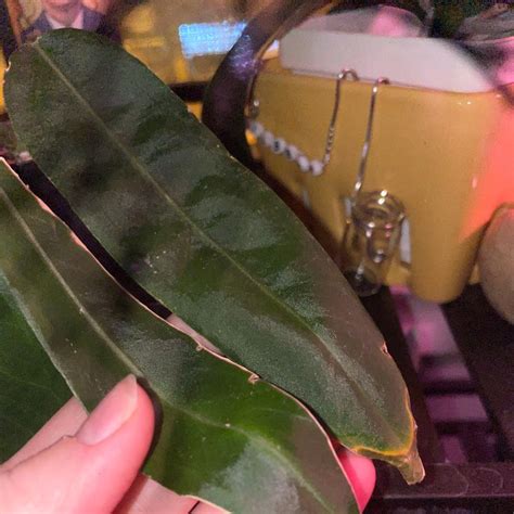 🌺 8 Anthurium Landscaping Hacks