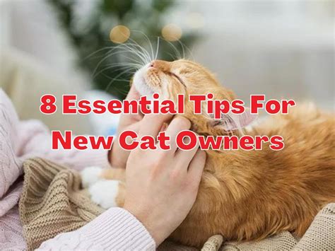 how to take care cats