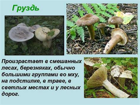 Строение гриба споры плодовое тело шляпка ножка грибница