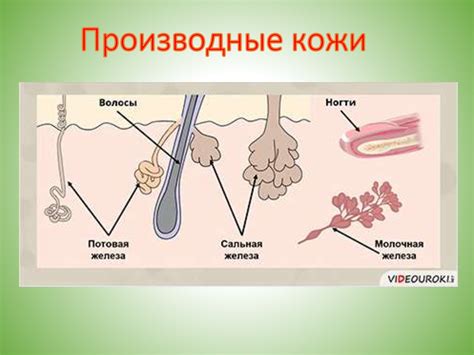 Кожа, значение и строение кожи. Роль кожи в теплорегуляции ...