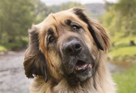 Leonberger Dog Black