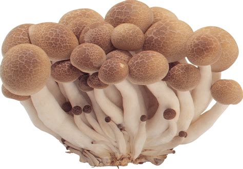 Mushroom PNG Images HD - PNG Play