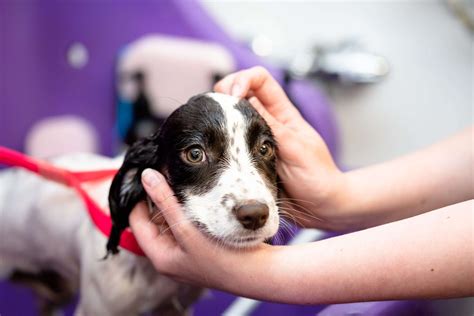 Why Do Prices Vary Between Dog Groomers for Dog Grooming Services? 8